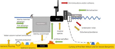 Modeling Small Scale Impacts of Multi-Purpose Platforms: An Ecosystem Approach